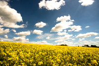 Canola fields