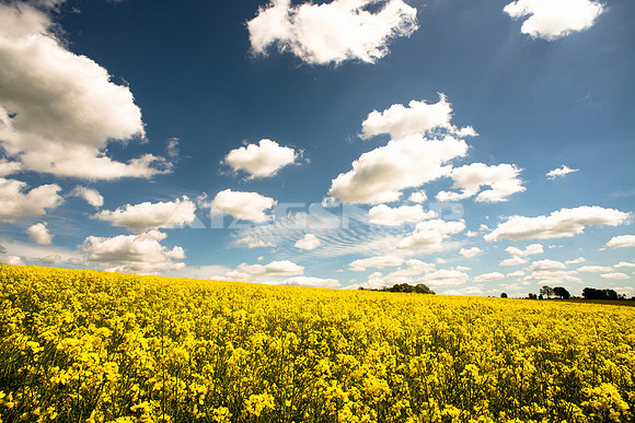 Canola fields