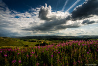 Colours of nature in the Yorkshire Dales