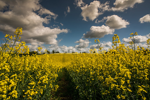 Canola field - Hertfordshire