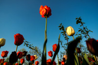 Tulips in Regents Park